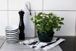 muesli bowl  set of 2  decor
